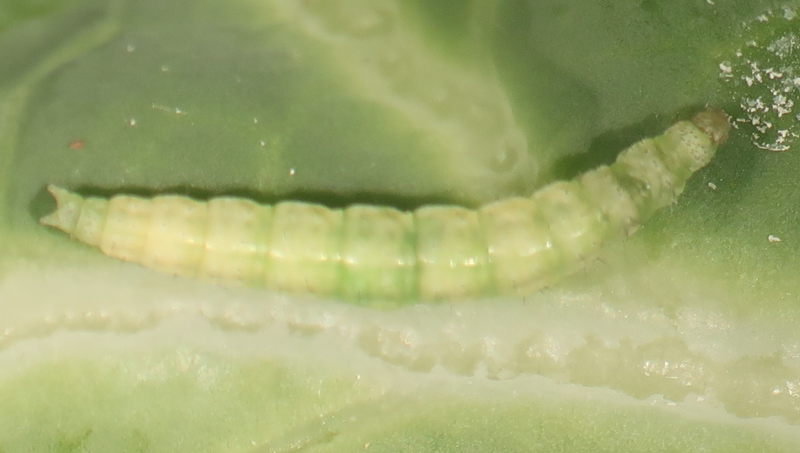 DBM larva
