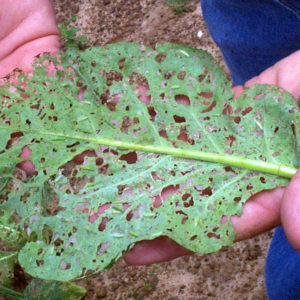 DamageCollardsSquare